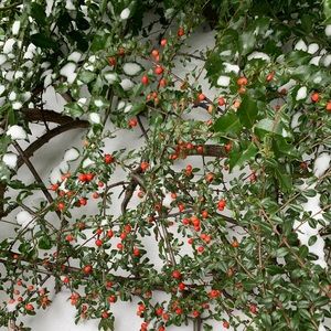 Meet your Posher, Rebekah